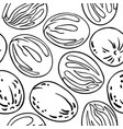 nutmeg nuts pattern on white background vector image