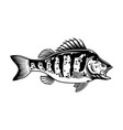 largemouth bass vintage concept vector image