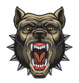 angry pitbull head vector image