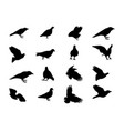 black and white silhouette dove crow isolated vector image