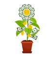 flower money investment isolated on white vector image vector image