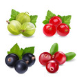 cranberry red currants gooseberry vector image