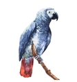 watercolor parrot vector image vector image