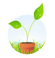 spring plant seed in pot vector image vector image