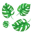 cartoon tropical monstera leaves vector image