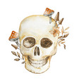 halloween watercolor skull with fly agarics vector image