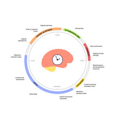 Sleep wake cycle Royalty Free Vector Image - VectorStock