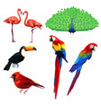 different type of birds vector image