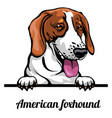 head american foxhound - dog breed color image vector image