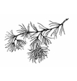 coniferous branch with pine cones vector image