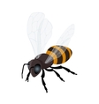 honey bee icon flat 3d isometric vector image