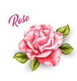 watercolor rose flower wedding card vector image vector image