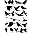 birds vector image