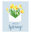 hello spring yellow daffodils in white envelope vector image
