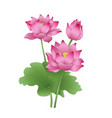 lotus flowers on a white background the stages vector image