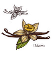 vanilla flower spice herb sketch plant icon vector image