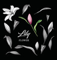 realistic pink lily blossom leaves stem set vector image vector image