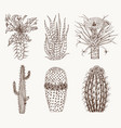 home cactus plants and flowers set of cozy cute vector image vector image