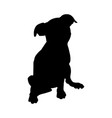 Pit bull terrier dog silhouette Royalty Free Vector Image