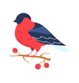 bullfinch bird sit on a branch with a berry of red vector image vector image