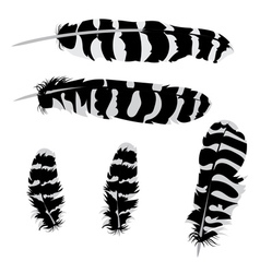 Feathers set Royalty Free Vector Image - VectorStock