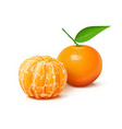 mandarin tangerine sweet ripe fresh fruit vector image