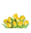 yellow tulips flowers eps 10 vector image