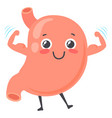 strong healthy stomach character human organ vector image vector image