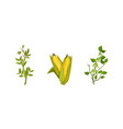 cereal and legume plants with hanging pods vector image