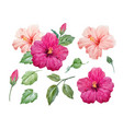 watercolor tropical hibiscus flower vector image
