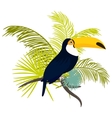 toucan bird for tshirt apparel vector image vector image