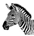 zebra drawing isolated hand drawn engraved style vector image