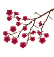blossom red vector image