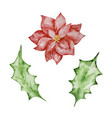 watercolor set of winter floral vector image