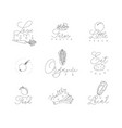 vegetables and fruits pen line symbols vector image vector image