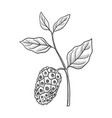 drawing noni vector image