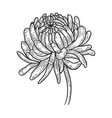 chrysanthemum flower sketch engraving vector image vector image