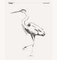 ardea bird realistic sketch vector image vector image