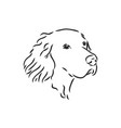 dog hand drawn english setter isolated vector image vector image