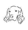 dog hand drawn english setter isolated vector image vector image