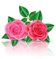 beautiful pink and red rose vector image