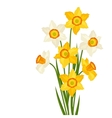 bouquet of flowers narcissus on white background vector image