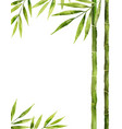 watercolor bamboo stem with green leaves vector image
