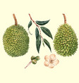 watercolor durian fruit vector image vector image