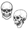 set of the skulls isolated on white background vector image