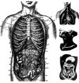 anatomical cutaways vector image vector image