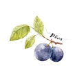 watercolor hand drawn plum vector image