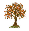 autumn tree vector image