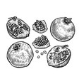 pomegranate fruit set food sketch vector image
