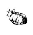 drawing lies cat vector image vector image